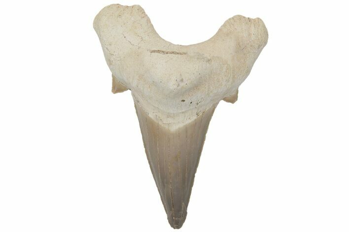 Fossil Shark Tooth (Otodus) - Morocco #211886
